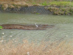 武庫川のアオサギ