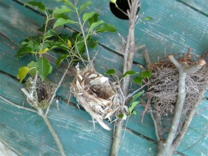 大中小…３種類の小鳥の巣