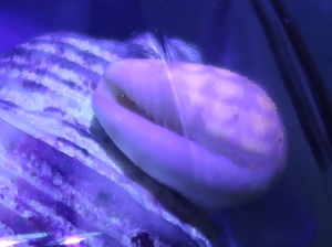 オレンジ蛍光発光する貝殻